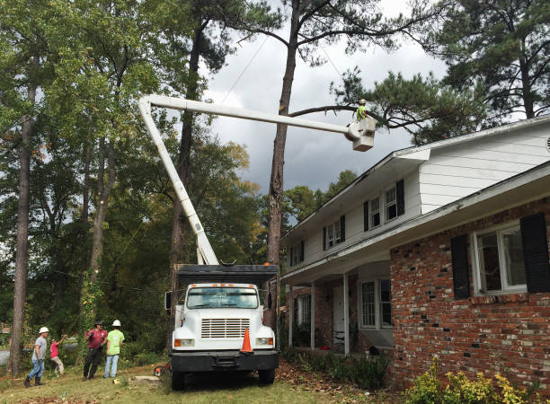 Best Arborist Consultation Services  in Ripley, OH